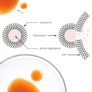 What is Liposomal Vitamin C?